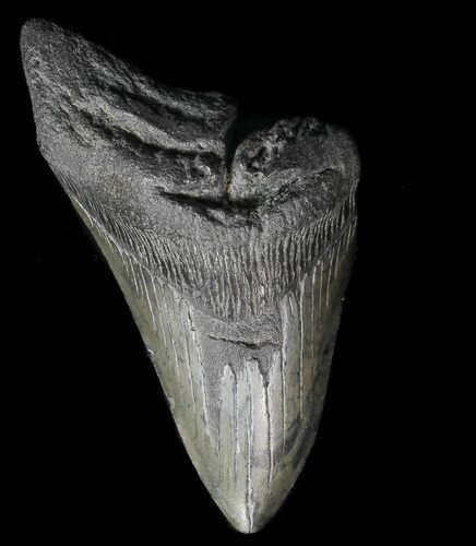 Partial, Megalodon Tooth - Georgia #56730